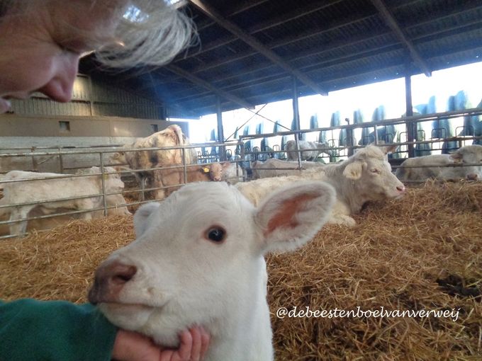 Cow van jou! 💗💓💖