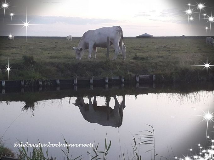 Op een avond in natuurgebied Klaasjeswater.