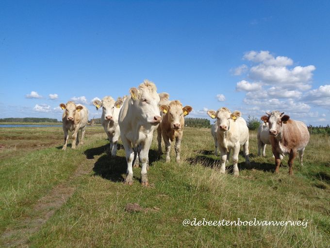 De pubers in De Breede Gooi