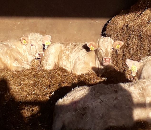 Vanmorgen lagen de jonge stieren heerlijk met de neus in de zon. Als dat geen genieten is?